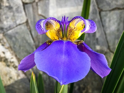 Adriatic Iris