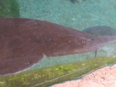 Adriatic sturgeon