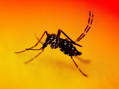 Aedes aegypti (mosquito; zancudo)