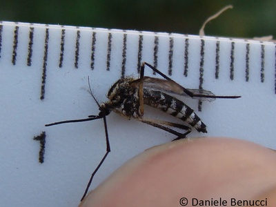 Aedes albopictus (tiger mosquito)