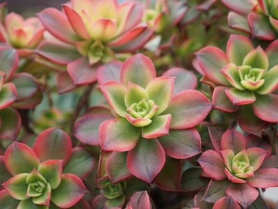 Aeonium