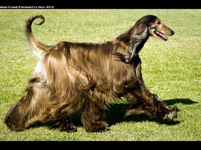 Afghan Hound