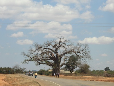 African baobab
