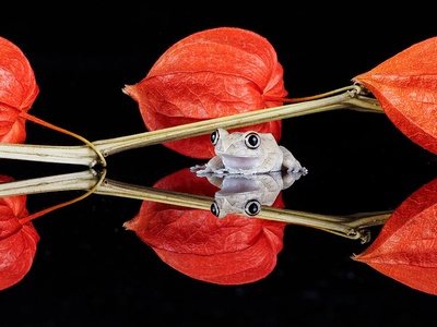 African Big-eyed Frog