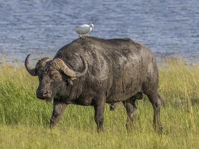 African buffalo
