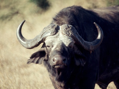 African buffalo (forest form)