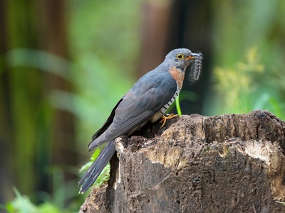 African Cuckoo
