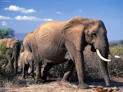 African elephant
