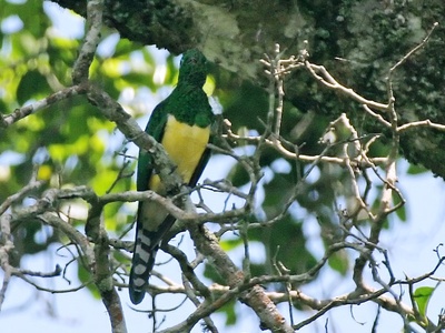African Emerald Cuckoo