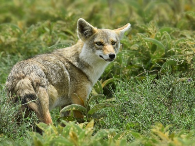 African golden wolf