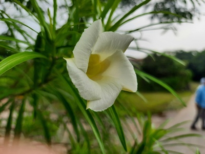 African grass lily