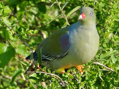 African Green Pigeon