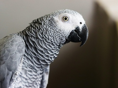 African grey parrot