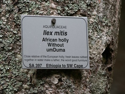 African Holly