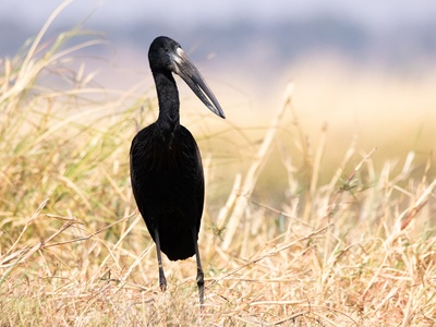 African Openbill