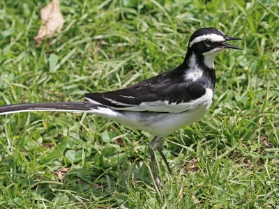 African Pied Wagtail