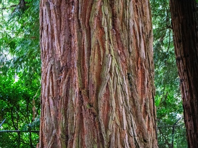 African Redwood