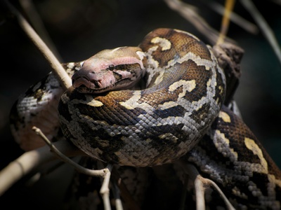 African rock python