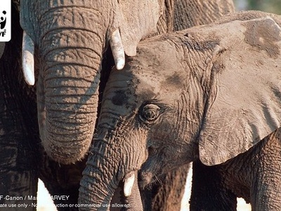 African savanna elephant