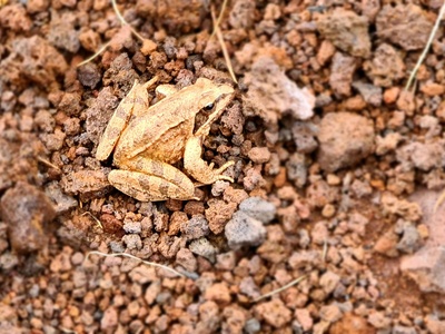 African Shovelnose Frog