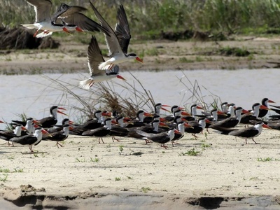 African Skimmer