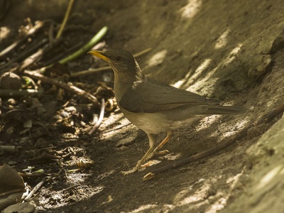 African Thrush