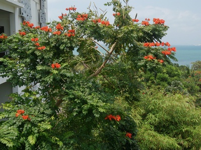 African tulip tree