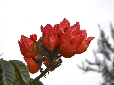 African Tulip Tree