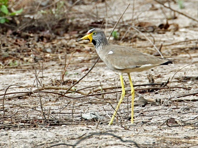 African Wattled Plover
