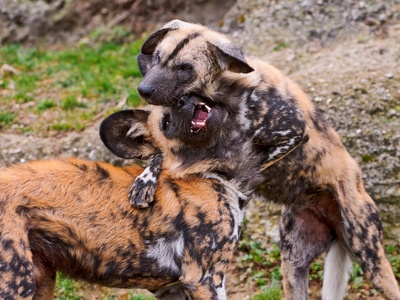 African wild dog