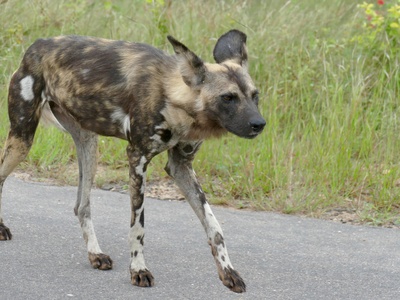 African Wild Dog