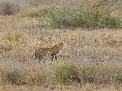 African wildcat