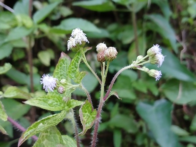 Ageratum