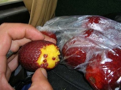 Aguaje (Moriche palm)