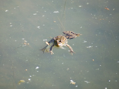 Ahl's Reed Frog