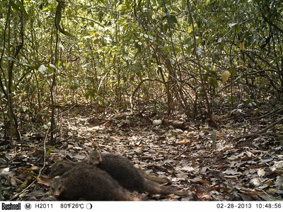 Alexander's Cusimanse