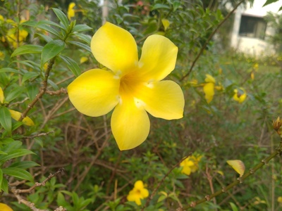 Allamanda