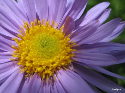 Alpine aster
