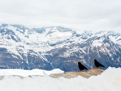 Alpine chough