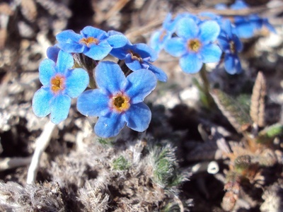 Alpine forget-me-not