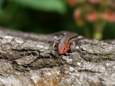 Alpine newt