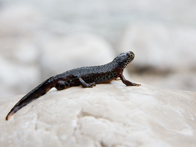 Alpine newt