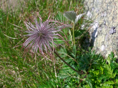 Alpine Pasqueflower