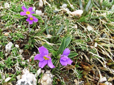 Alpine primrose