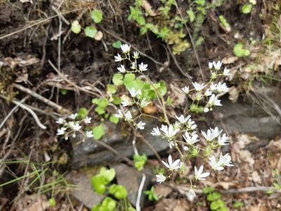 Alpine saxifrage