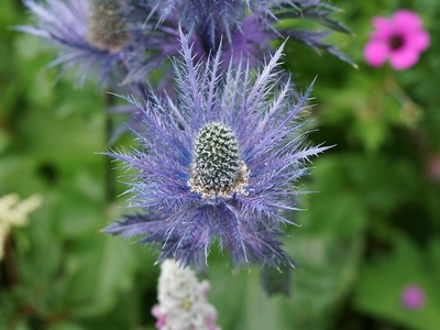 Alpine Sea Holly