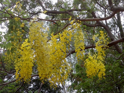 Amaltas