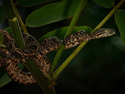 Amazon Tree Boa