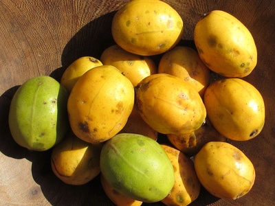 Ambarella / Kedondong