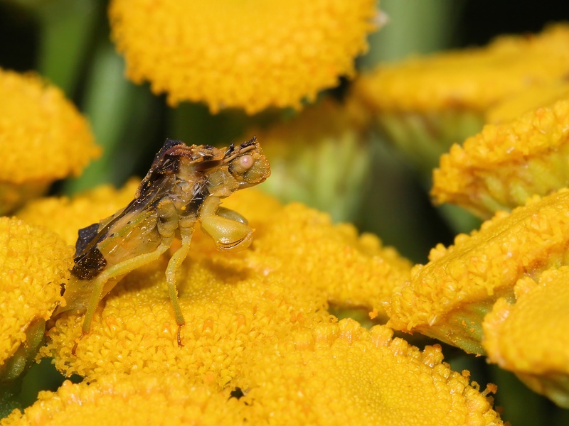 Temperate Forest Insects List - Flora Fauna Fun